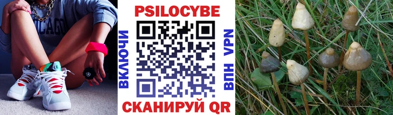 дарк нет состав  Киреевск  Галлюциногенные грибы Psilocybine cubensis 